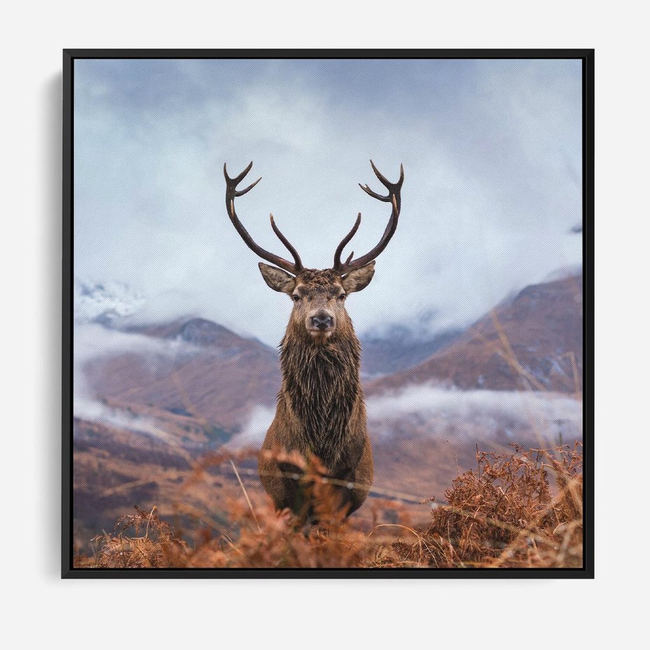 Obraz w ramie 50x50 - Jeleń w Uśpionym Krajobrazie - jeleń na tle gór, ośnieżone góry - rama czarna