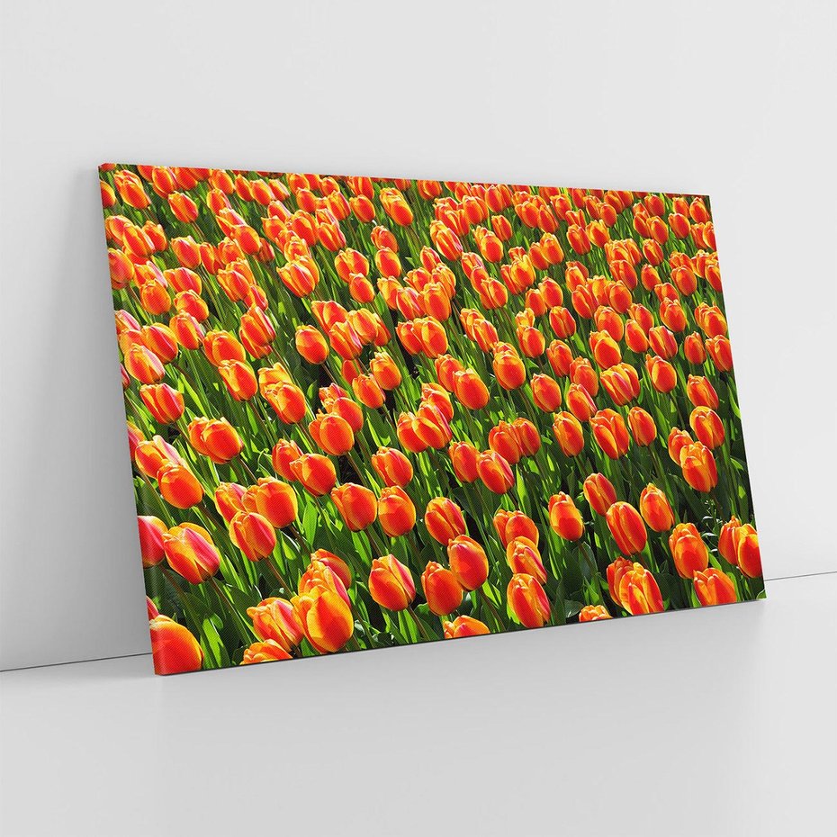 Obraz na płótnie 100x70 - Tulipanowa eksplozja - tulipany, kwiaty
