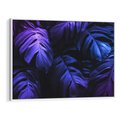 Obraz w ramie 70x50 - Mroczna Magia Dżungli - mroczna grafika, fioletowe liście monstery na czarnym tle - rama biała