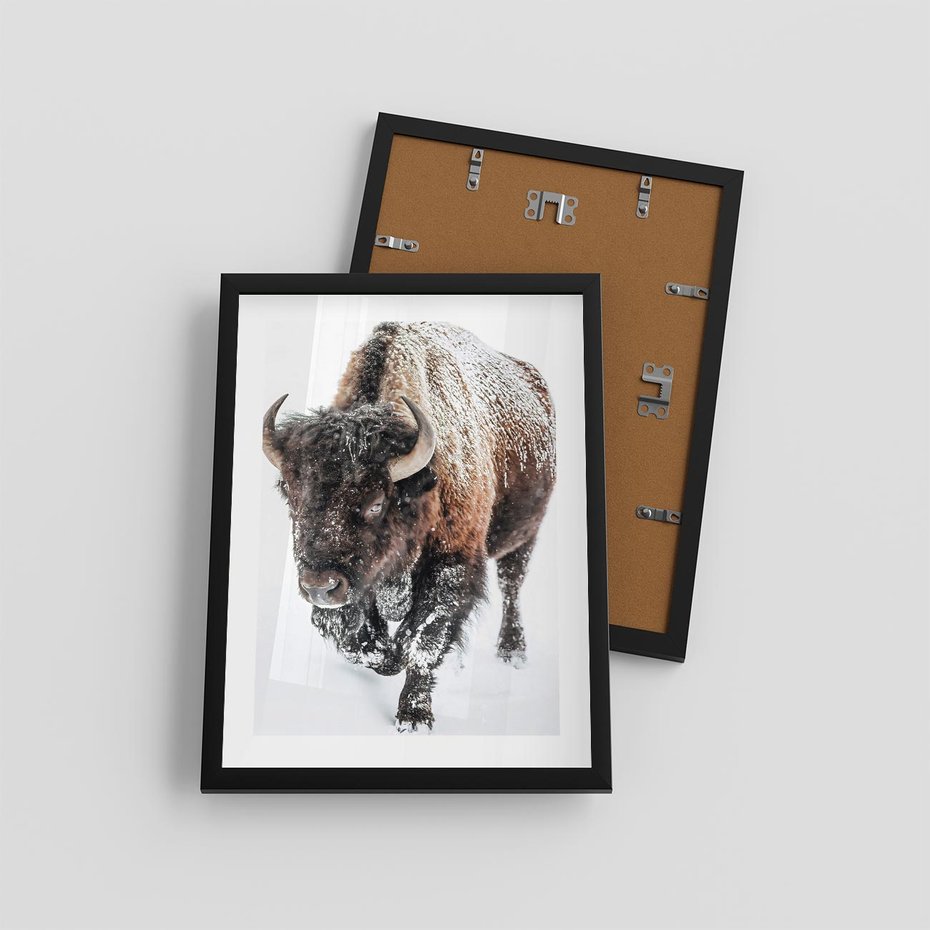 Plakat w ramie 30x40 - Zimowy Władca Puszczy - żubr, bizon - rama czarna