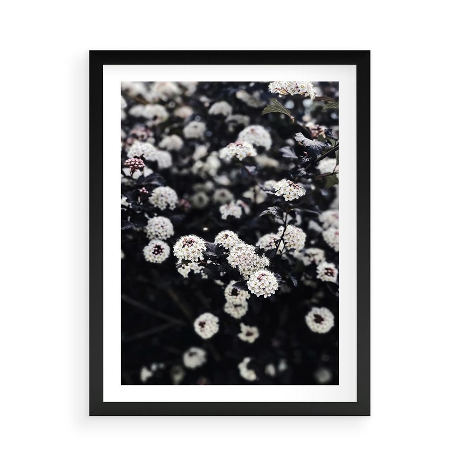 Plakat w ramie 50x70 - Białe Kwiaty na Kwitnącym Krzewie - białe kwiaty, kwitnący krzew - rama czarna