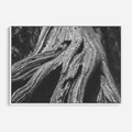 Obraz w ramie 70x50 - Siła Natury - czarno biała fotografia, korzenie wielkiego drzewa - rama biała