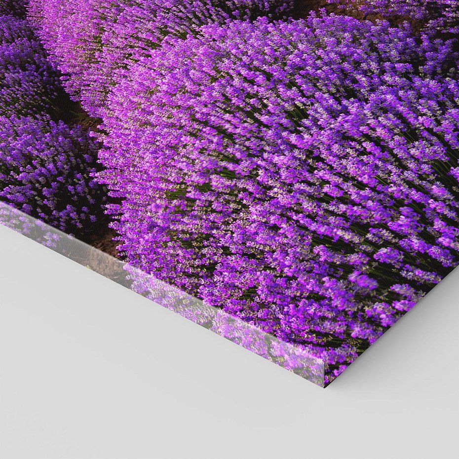 Obraz na płótnie 70x100 - Lawenda: polne zauroczenie - lawenda, kwiaty