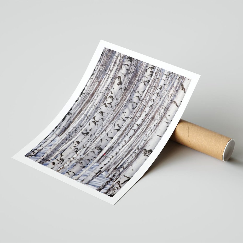 Plakat bez ramy 30x40 - Lśniące Brzozy - brzozy, las