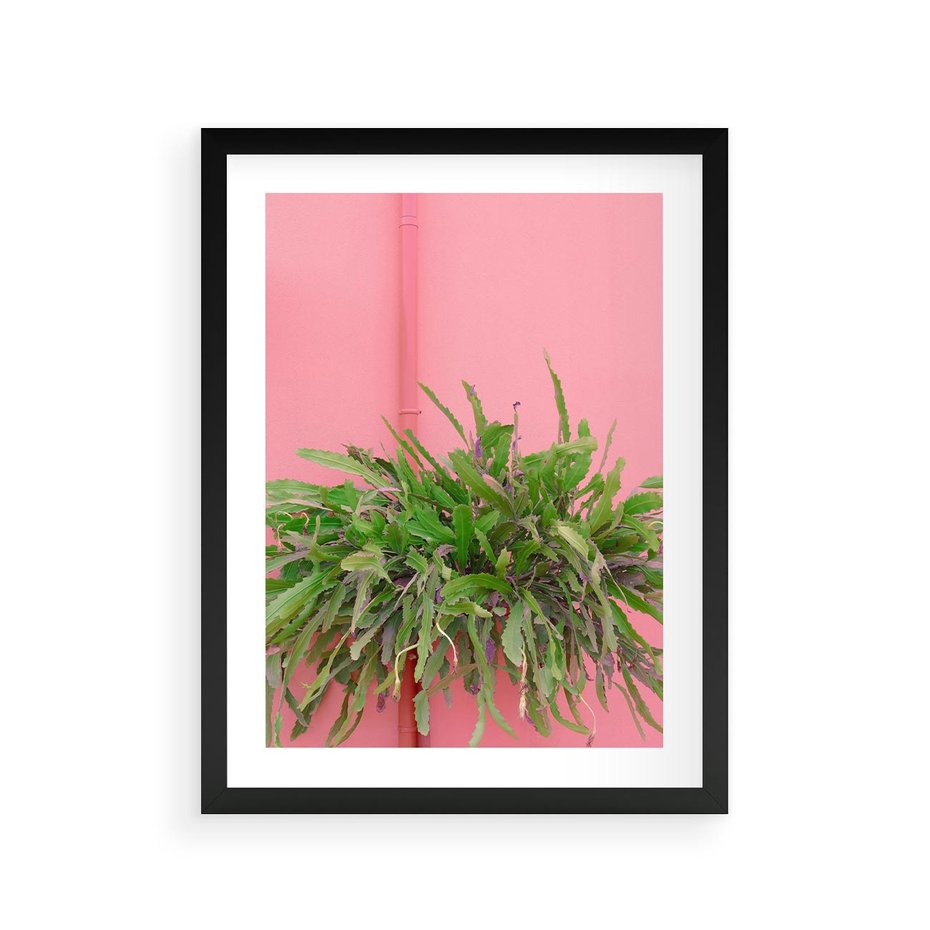 Plakat w ramie 30x40 - Fotografia Rośliny z Różowym Tłem - fotografia, zielona roślina na tle różwj ściany - rama czarna