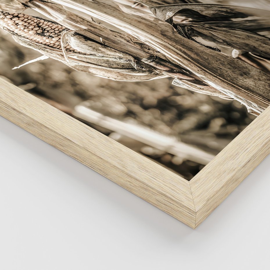 Zestaw obrazy w ramie 50x70 galeria - Sepia, kukurydza, pole - rama drewno