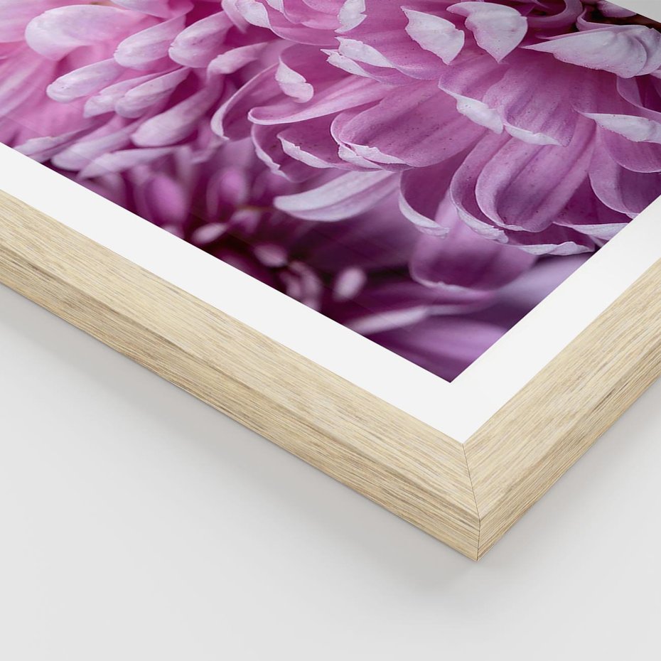 Plakat w ramie 30x40 - Fioletowy zawrót głowy - kwiat, różowy kwiat - rama drewno