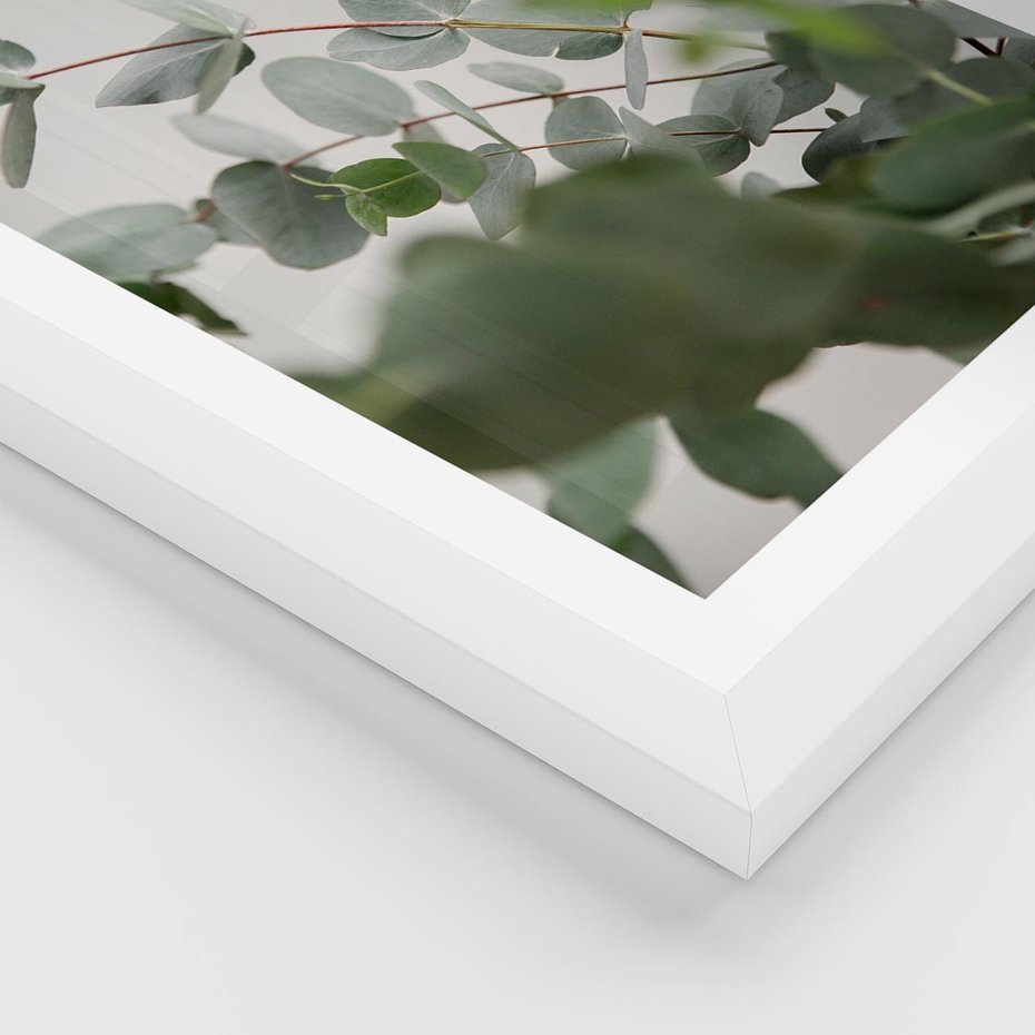 Plakat w ramie 40x50 - Liście eukaliptusa w naturze - eukaliptus, liście - rama biała