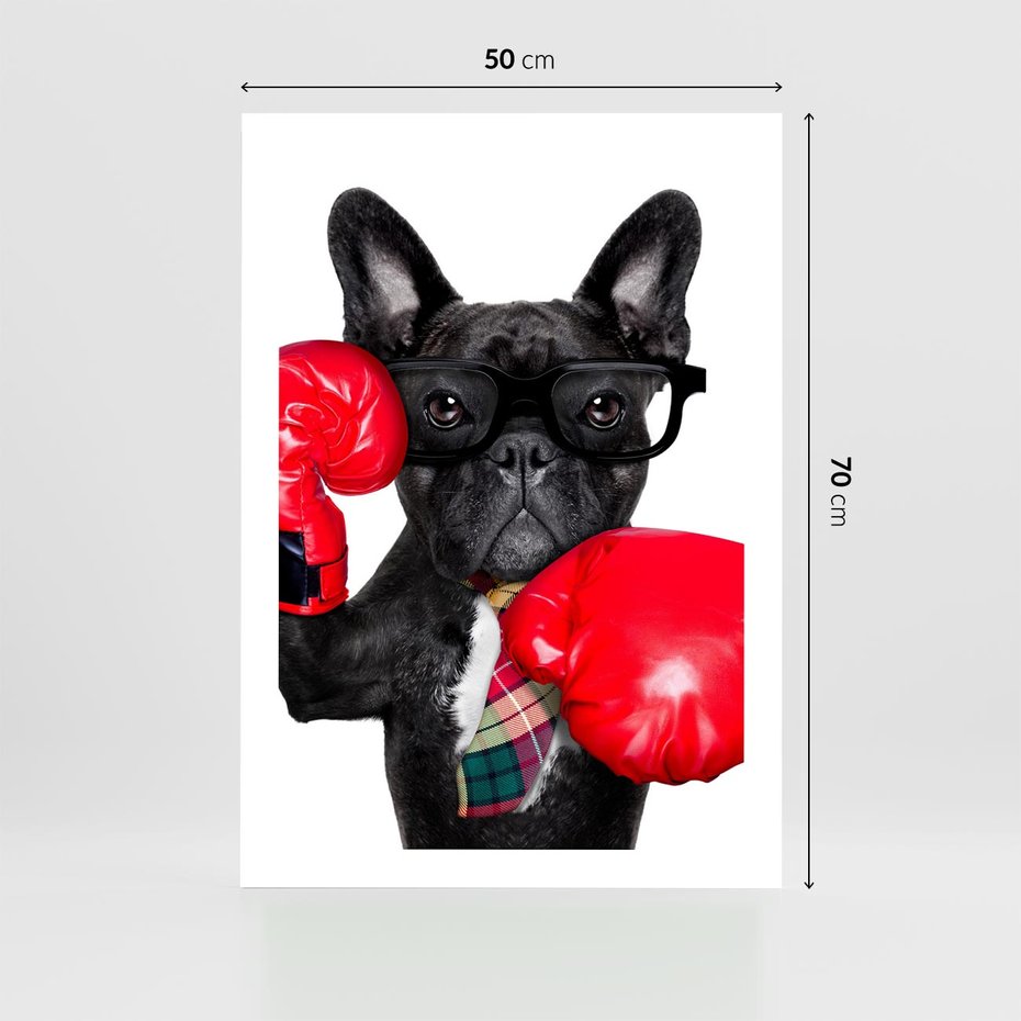 Plakat bez ramy 50x70 - Boksujący mops - pies - boks, mops