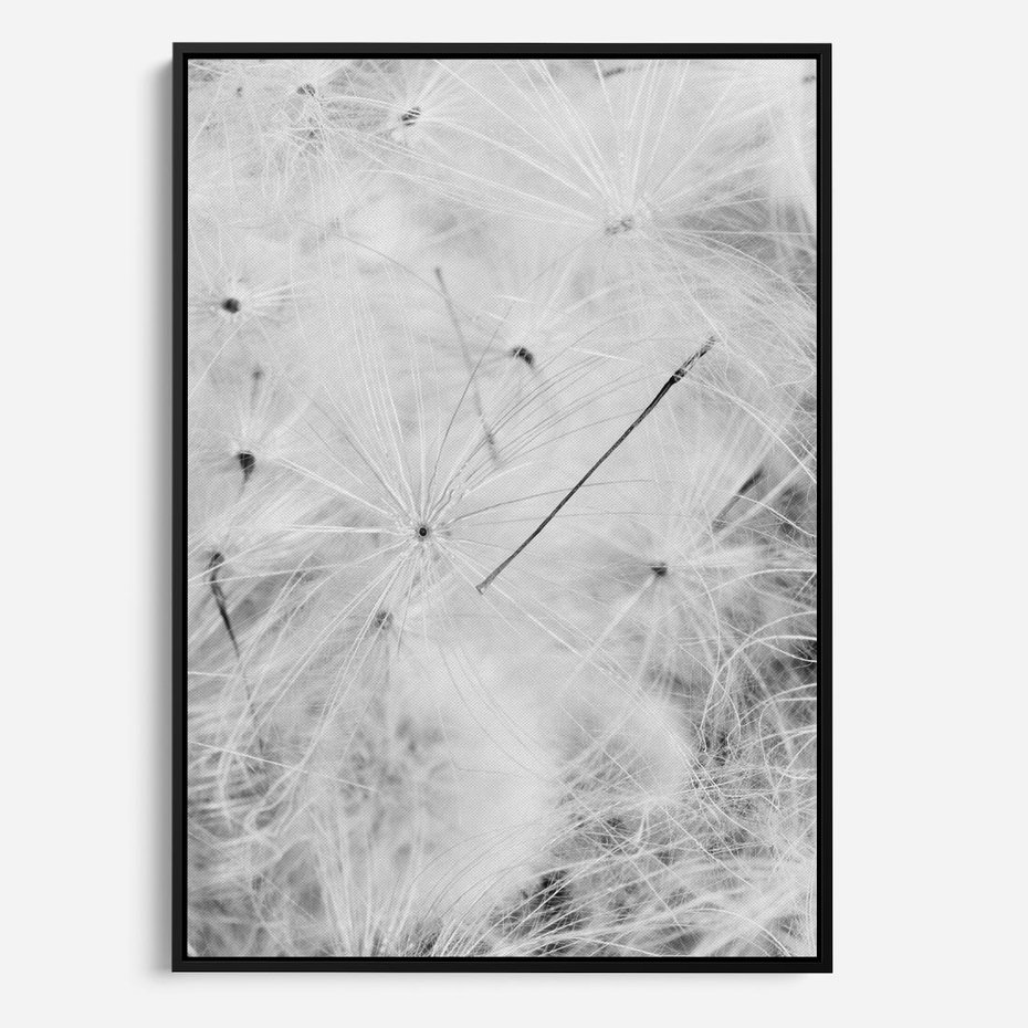 Obraz w ramie 50x70 - Zdmuchnięty Puch - dmuchawce, delikatne - rama czarna