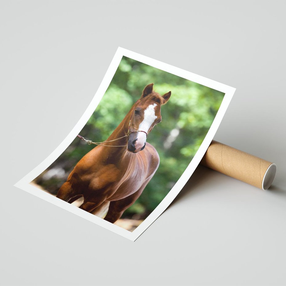 Plakat bez ramy 50x70 - Portret Szlachetnego Konia - koń, portret