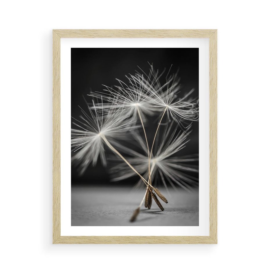 Plakat w ramie 50x70 - Delikatność dmuchawców zbliżenie - dmuchawce, zbliżenie - rama drewno