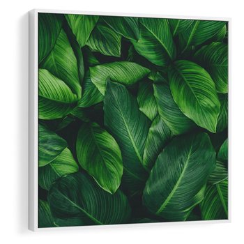 Obraz w ramie 50x50 - Palma Liście Kwiat - palma, liście - rama biała