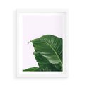 Plakat w ramie 50x70 - Zielone liście monstery - liście, monstera - rama biała