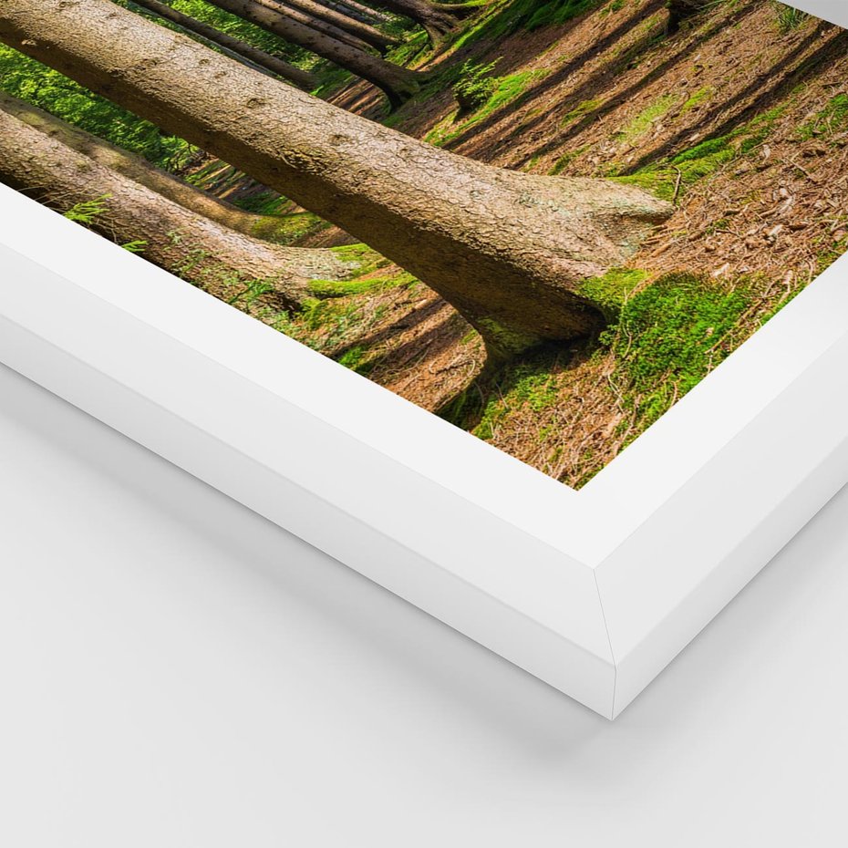 Plakat w ramie 50x70 - Las: harmonia natury - las, drzewa - rama biała