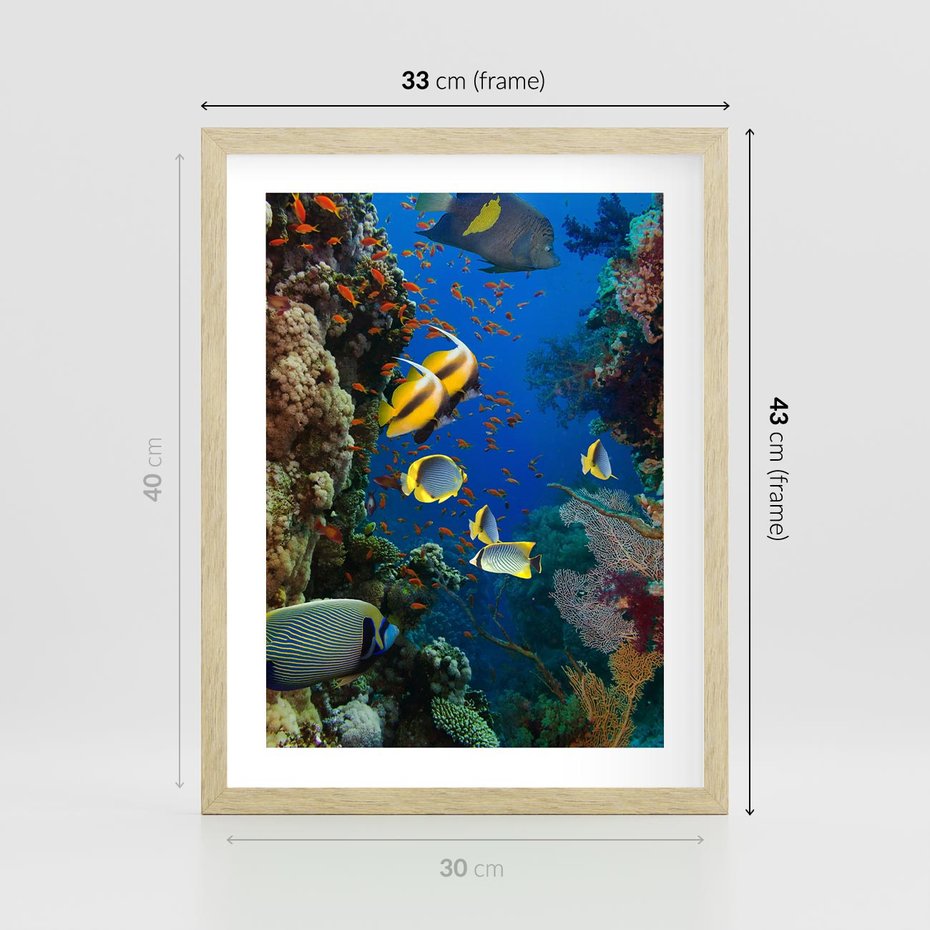 Plakat w ramie 30x40 - Podwodne królestwo rafy koralowej - rafa, koralowa - rama drewno