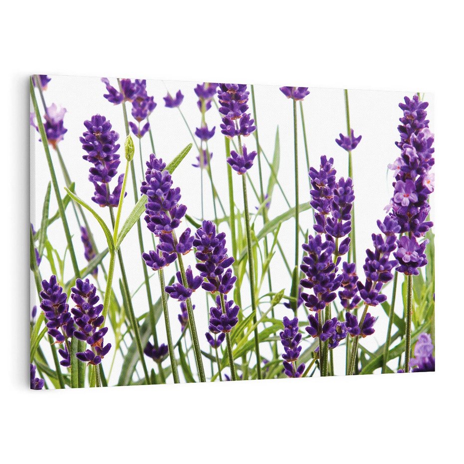 Obraz na płótnie 120x80 - Fioletowa harmonia lawendy - lawenda, fiolet