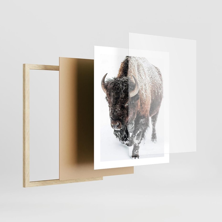 Plakat w ramie 40x50 - Zimowy Władca Puszczy - żubr, bizon - rama drewno