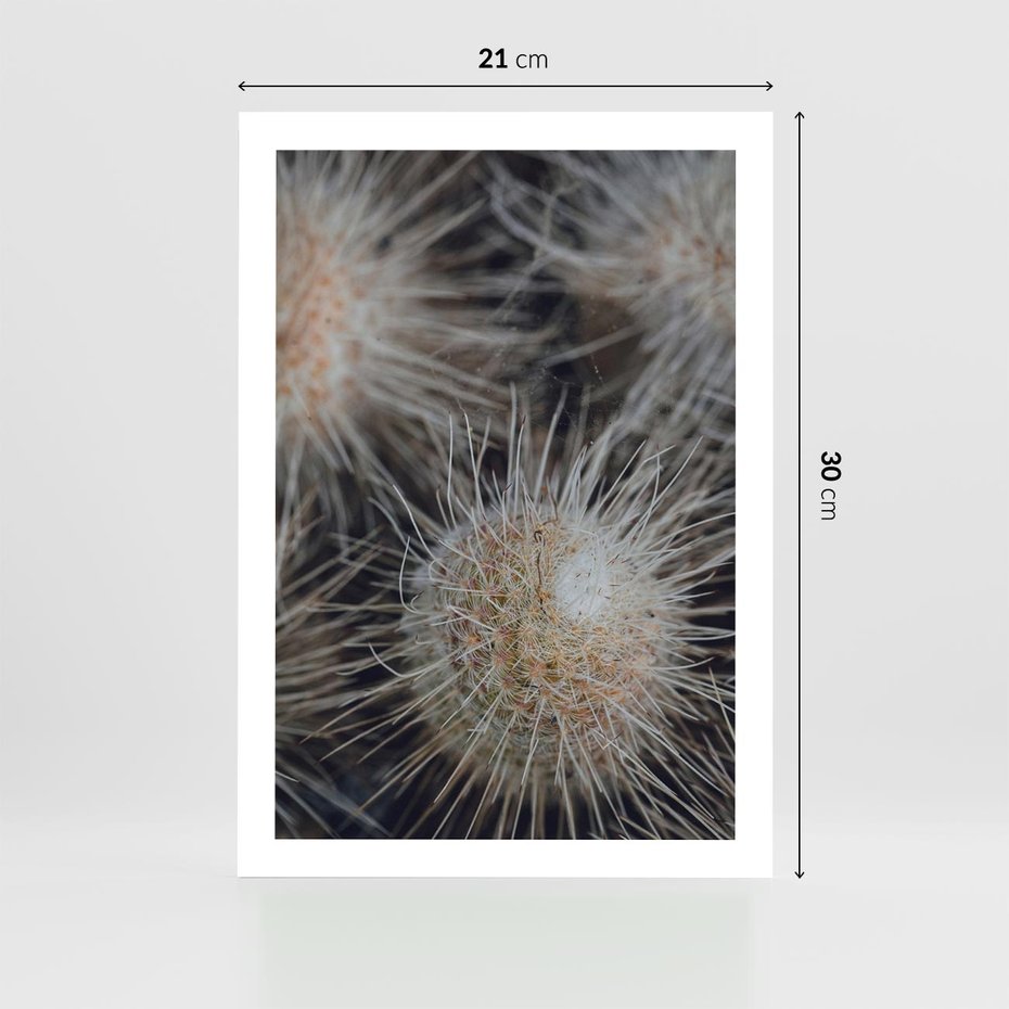 Plakat bez ramy 21x30 - Ulotna Piękność Natury - makro, dmuchawce