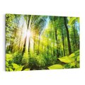 Obraz na płótnie 120x80 - Magia Leśnej Przyrody - las, drzewa
