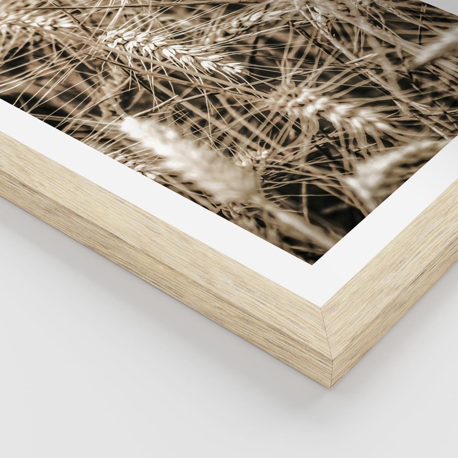 Plakat w ramie 50x70 - Zbliżenie na Kłosy Zboża - zboża, kłosy zboża - rama drewno