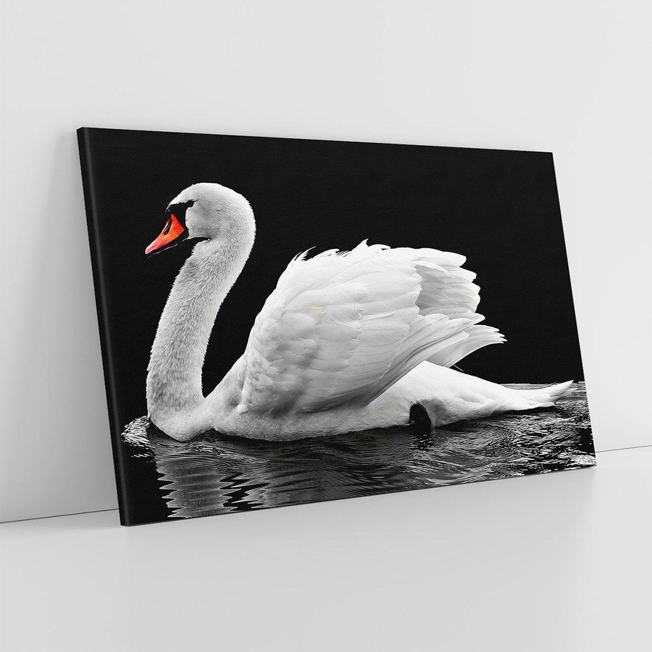 Obraz na płótnie 70x50 - Delikatne Uderzenie Skrzydeł Łabędzia - łabędź, ptak