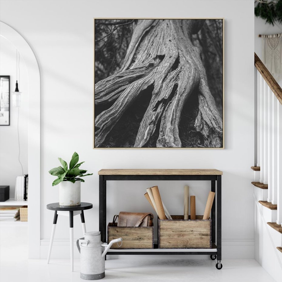 Obraz w ramie 80x80 - Siła Natury - czarno biała fotografia, korzenie wielkiego drzewa - rama drewno