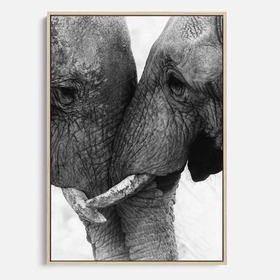 Obraz w ramie 80x120 - Spotkanie Mądrości - fotografia czarno biała, dwa słonie - rama drewno