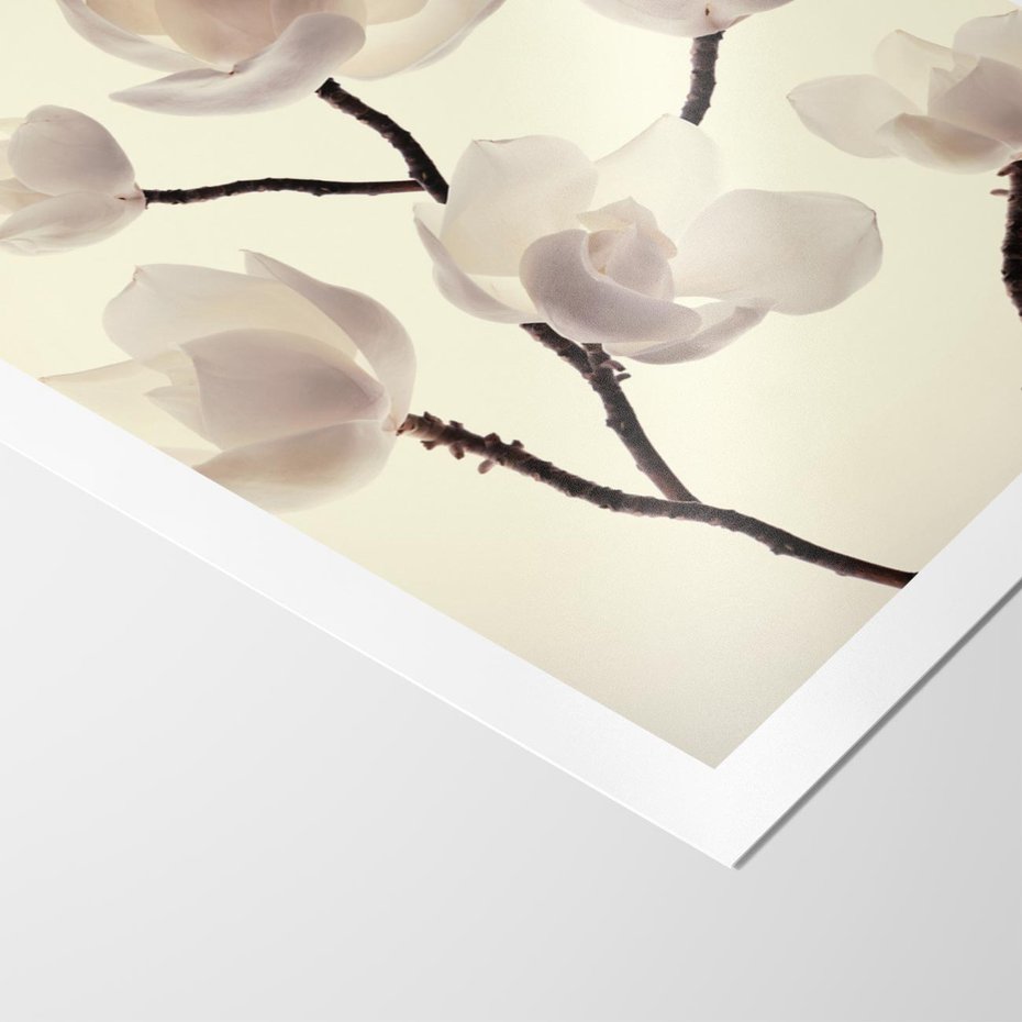 Plakat bez ramy 40x50 - Elegancja Natury - magnolia, białe