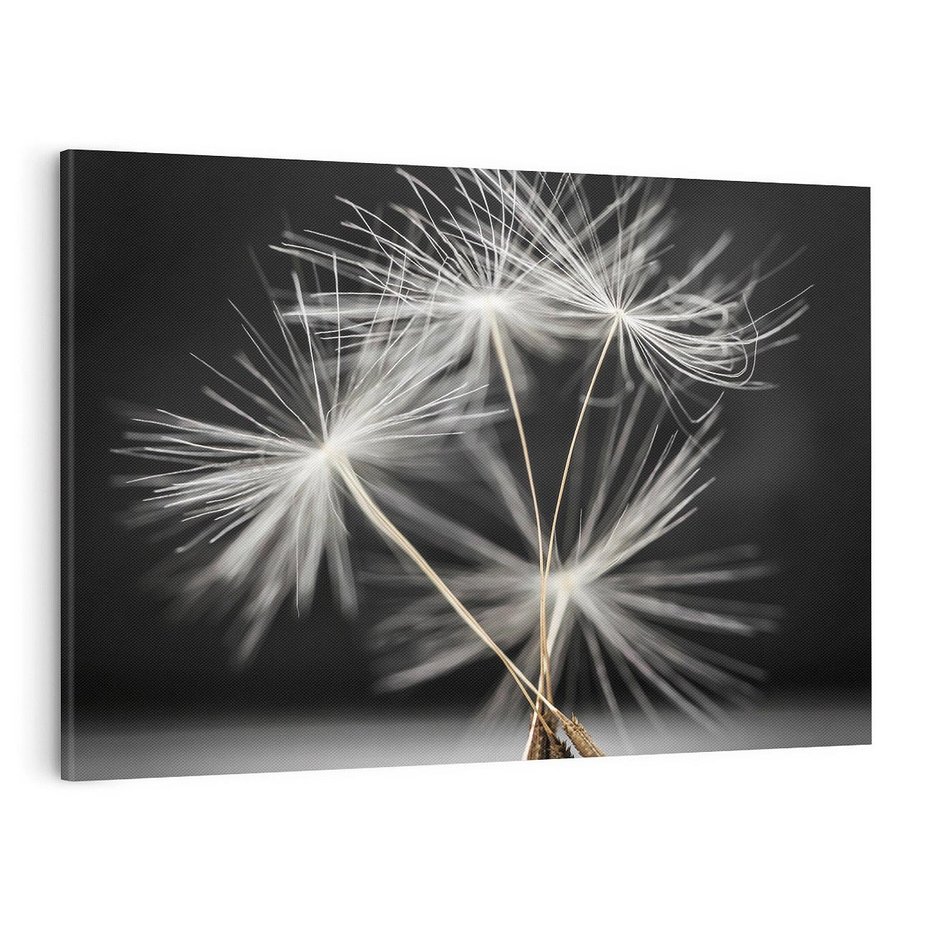 Obraz na płótnie 120x80 - Delikatność dmuchawców zbliżenie - dmuchawce, zbliżenie