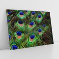 Obraz na płótnie 120x80 - Pawi Ogon - Piękno i Wspaniałość - paw, pióra