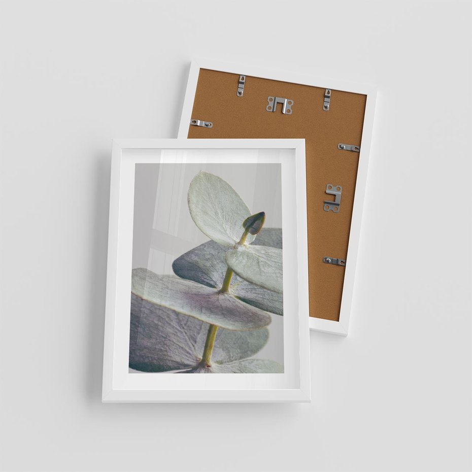 Plakat w ramie 30x40 - Zbliżenie Liści Eukaliptusa - eukaliptus, zbliżenie - rama biała