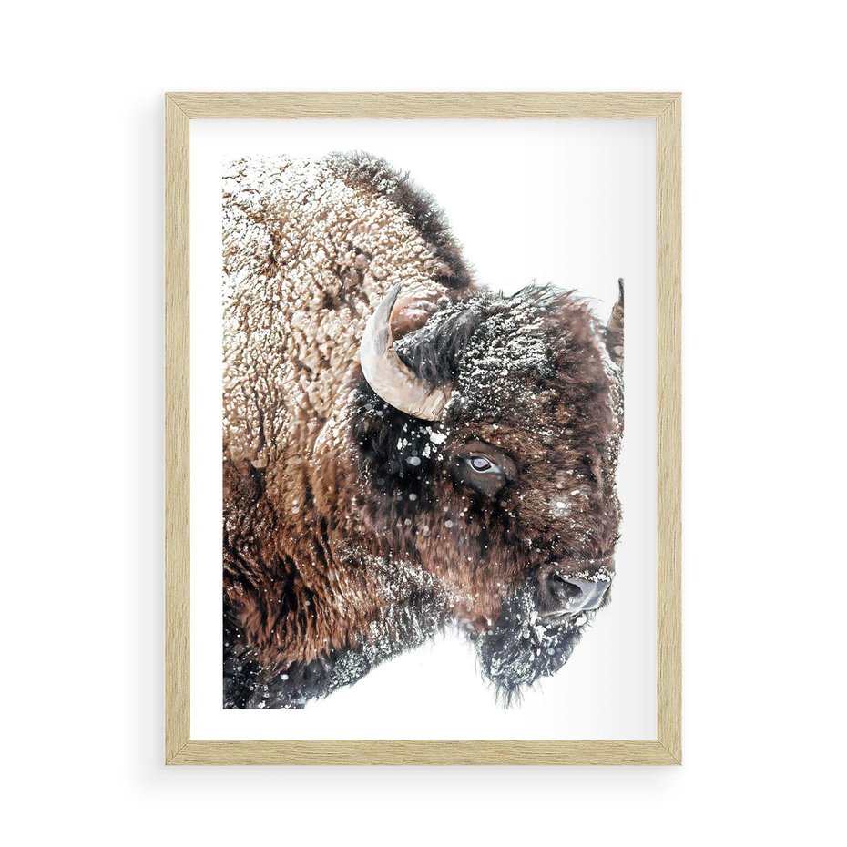 Plakat w ramie 50x70 - Obraz Dzikiej Przyrody w Śnieżnym Otoczeniu - żubr, śnieg - rama drewno