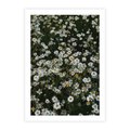 Plakat bez ramy 21x30 - Stokrotkowa Idylla na Łące - łąka, stokrotki