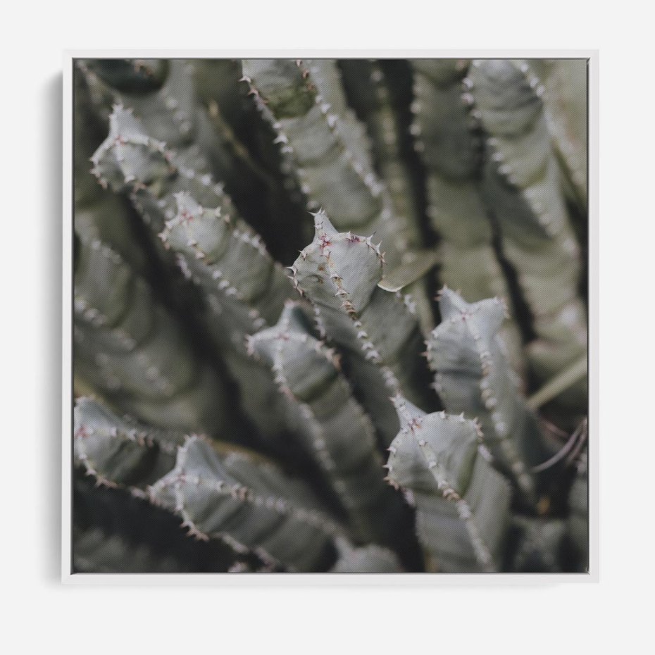 Obraz w ramie 50x50 - Boho kaktusy na pustyni - kaktusy, pustynia - rama biała