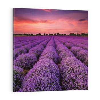 Obraz na płótnie 50x50 - Lawenda: polne zauroczenie - lawenda, kwiaty