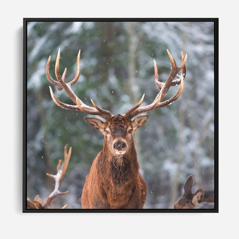 Obraz w ramie 50x50 - Monarcha Zimowej Dziczy - jeleń, zima - rama czarna