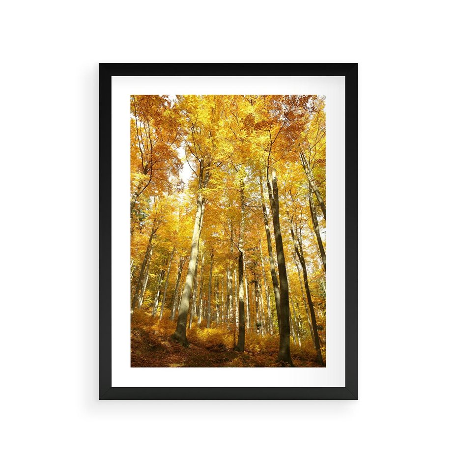 Plakat w ramie 30x40 - Jesienny Las - Kolorowa Paleta Natury - jesień, drzewa - rama czarna