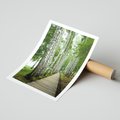 Plakat bez ramy 21x30 - Spacer ścieżką przez brzozowy las - las, ścieżka