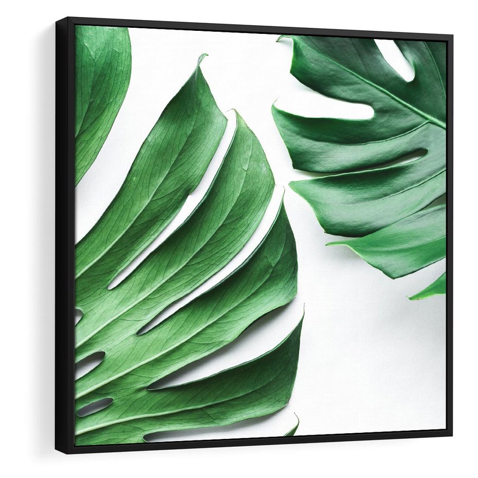 Obraz w ramie 50x50 - Monstera - Liście Kwiaty - monstera, liście - rama czarna