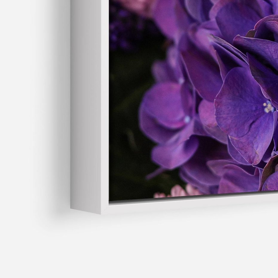 Obraz w ramie 80x80 - Fioletowa hortensja - kwiaty, hortensja - rama biała