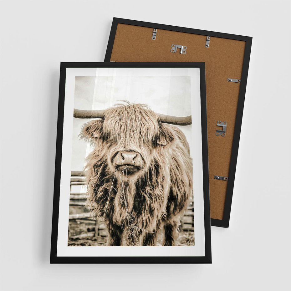 Plakat w ramie 50x70 - Klimat Wiejskiego Życia - amerykańska krowa, byk - rama czarna