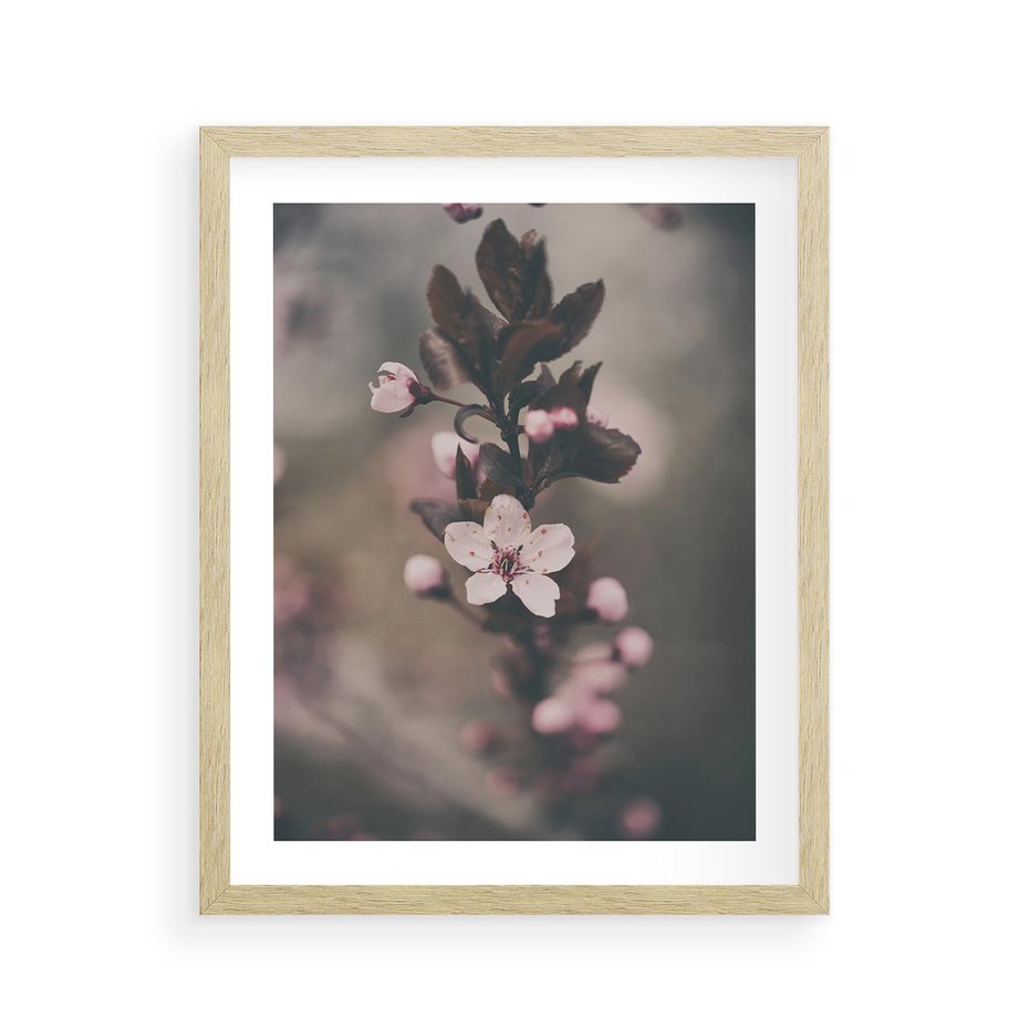 Plakat w ramie 40x50 - Przemijający Urok - kwitnąca, wiśnia - rama drewno