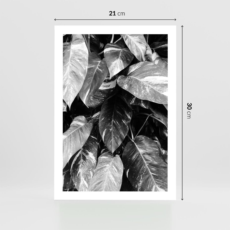 Plakat bez ramy 21x30 - Liście w Czarno-Białej Fotografii - liście, roślina