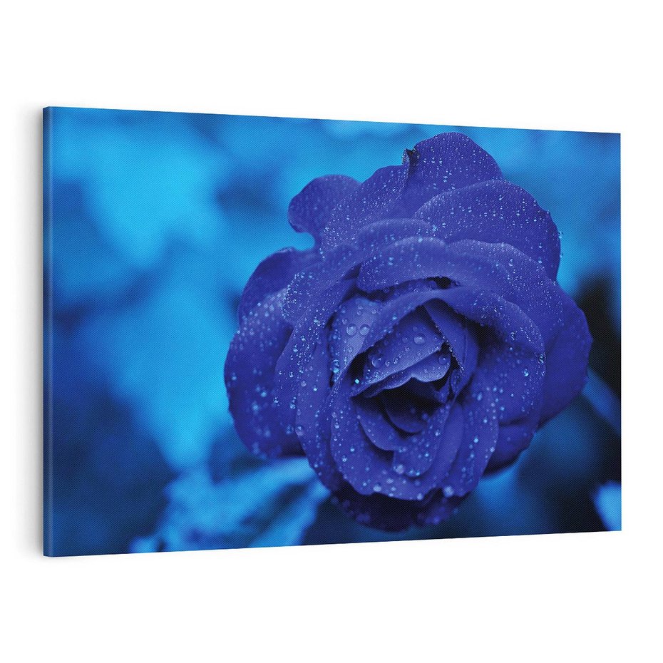 Obraz na płótnie 100x70 - Róża w pełnym rozkwicie - róża, kwiat