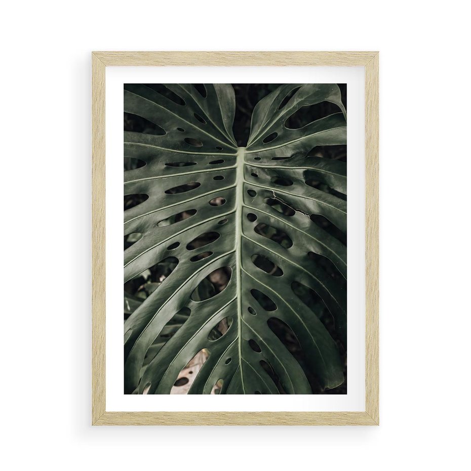 Plakat w ramie 50x70 - Majestatyczny Liść Monstery - liść monstery, majestatyczny liść - rama drewno