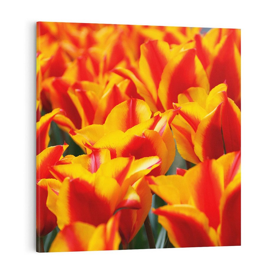 Obraz na płótnie 70x70 - Kwiatowa natura - kwiat, kwiaty