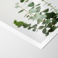 Plakat bez ramy 30x40 - Żywa eukaliptusowa zieleń - eukaliptus, zielone
