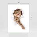 Plakat bez ramy 30x40 - Kot w Dziurze - kot, dziura