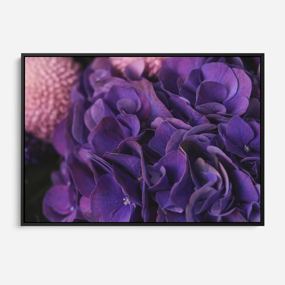 Obraz w ramie 70x50 - Fioletowa hortensja - kwiaty, hortensja - rama czarna